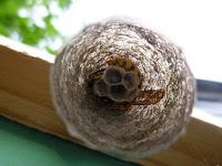 Wasp Nest Removal Ascot 375518 Image 0